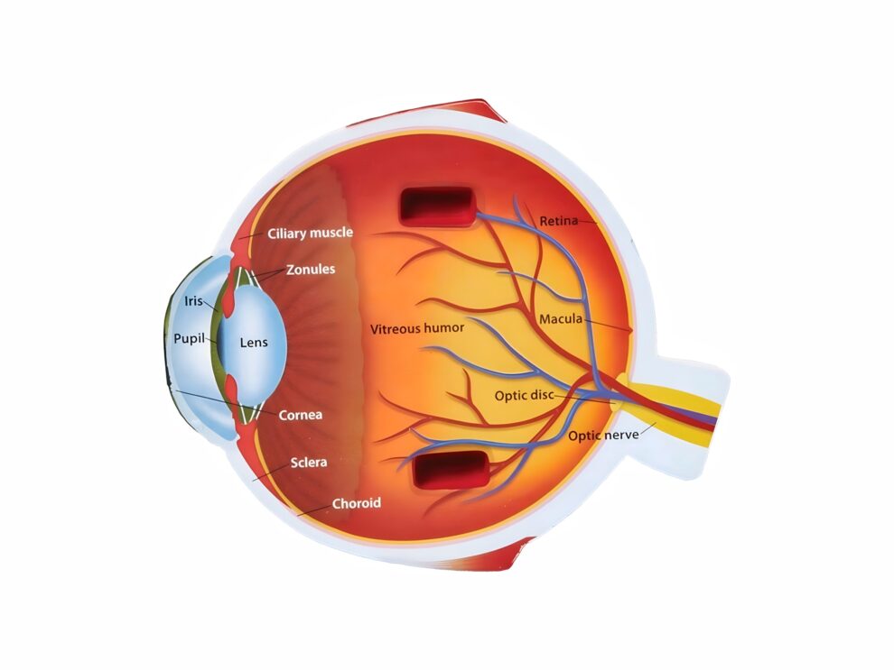 Anatomical Model of the Human Eye illustrates key components such as the cornea, lens, retina, optic nerve, and ciliary muscle providing insights into its structure and function.